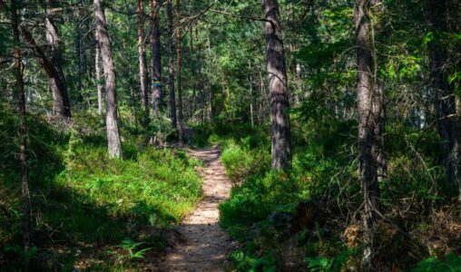 Vandringsled genom skog.
