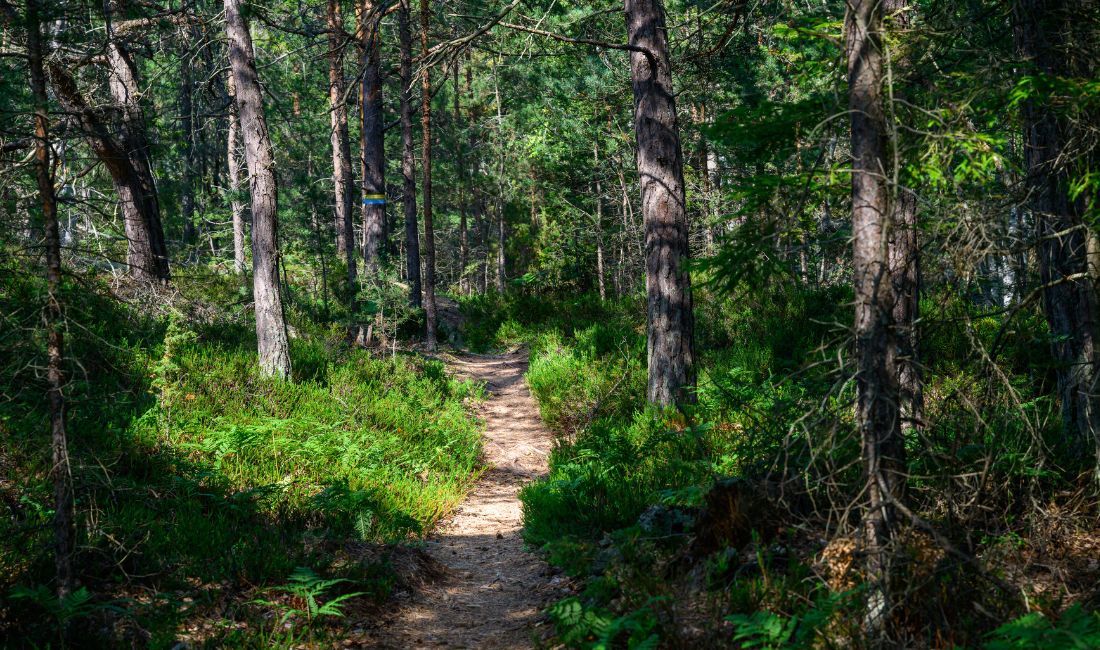 Vandringsled genom skog.