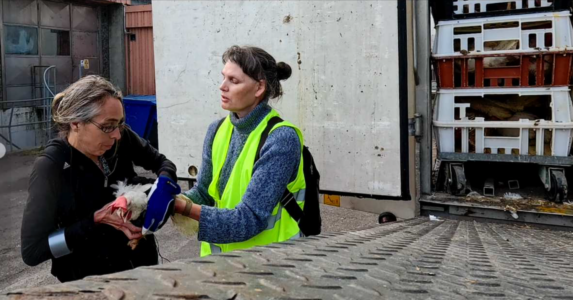 höna lyfts ur slaktbil