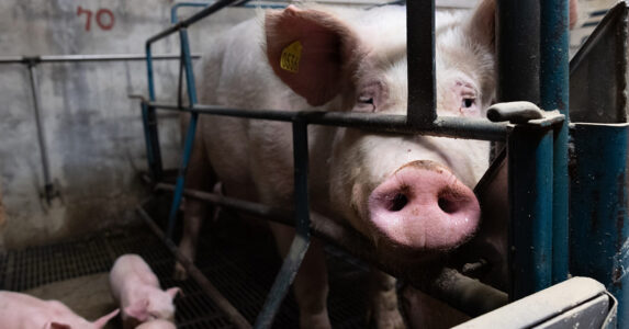 En gris i ett trångt bås.