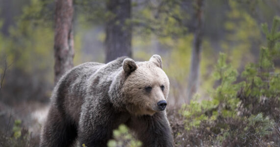 En björn i skogen.