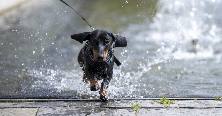 En tax springer ut från en plaskdamm.