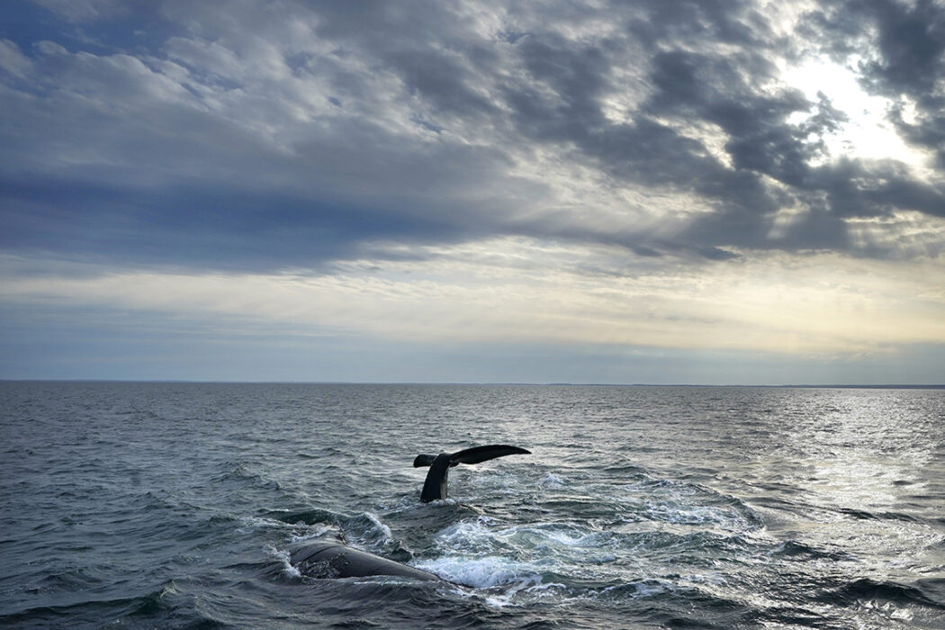 Majoriteten av alla nordkapare riskerar att trassla in sig i fiskeredskap under sin livstid.