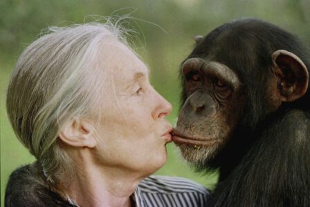 Jane Goodall pussar en schimpans vid namn Tess.