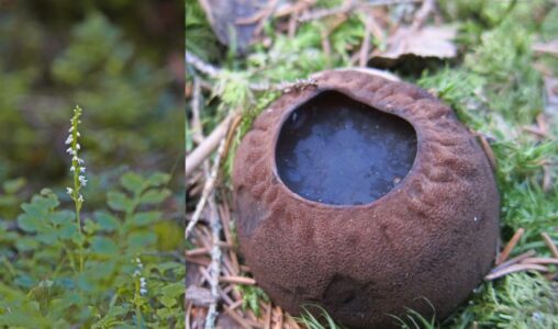 Knärot och bombmurkla.