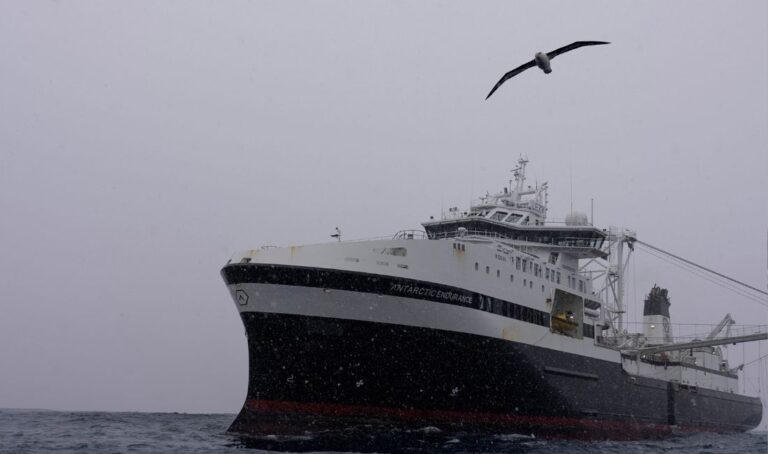 En fågel flyger förbi medan snön faller på det norska företaget Aker BioMarines fartyg Antarctic Endurance, som är i drift i Södra ishavet utanför kusten av Sydorkneyöarna, norr om Antarktiska halvön.