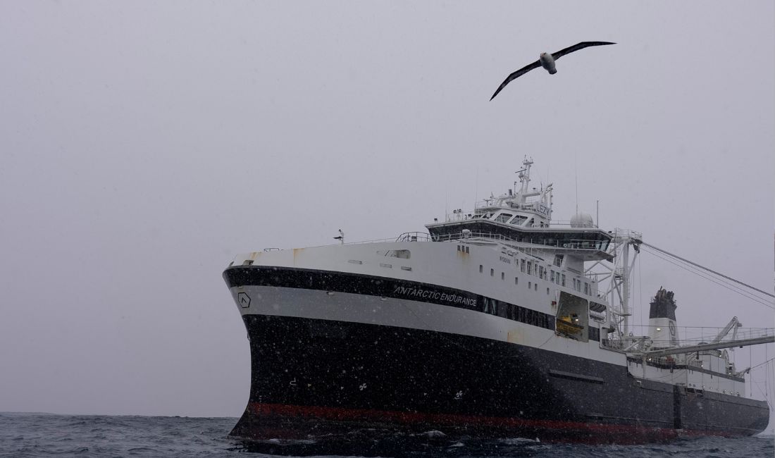En fågel flyger förbi medan snön faller på det norska företaget Aker BioMarines fartyg Antarctic Endurance, som är i drift i Södra ishavet utanför kusten av Sydorkneyöarna, norr om Antarktiska halvön.