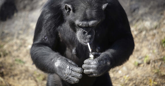 En schimpans tänder en cigarrett.