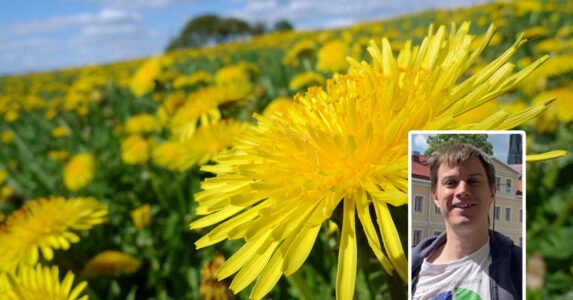 Maskrosor. Skribenten inklippt.