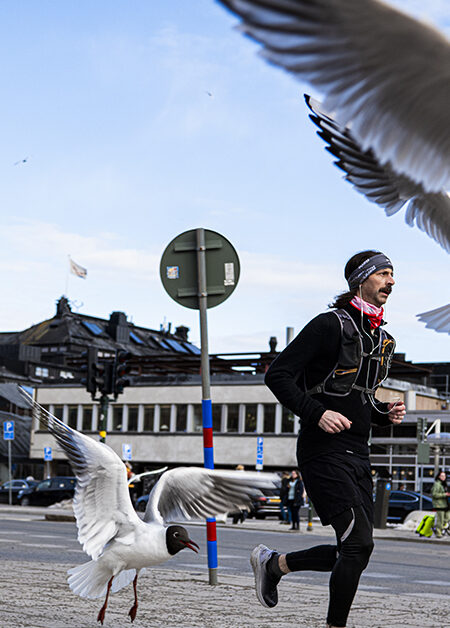 Skrattmåsar flyger i en stad.