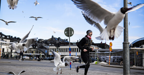 Skrattmåsar flyger i en stad.