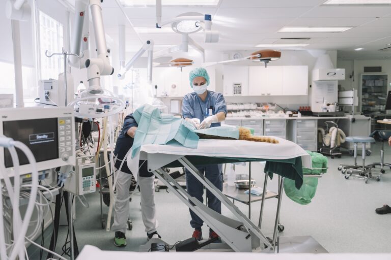 En veterinär och en djurskötare opererar en katt.