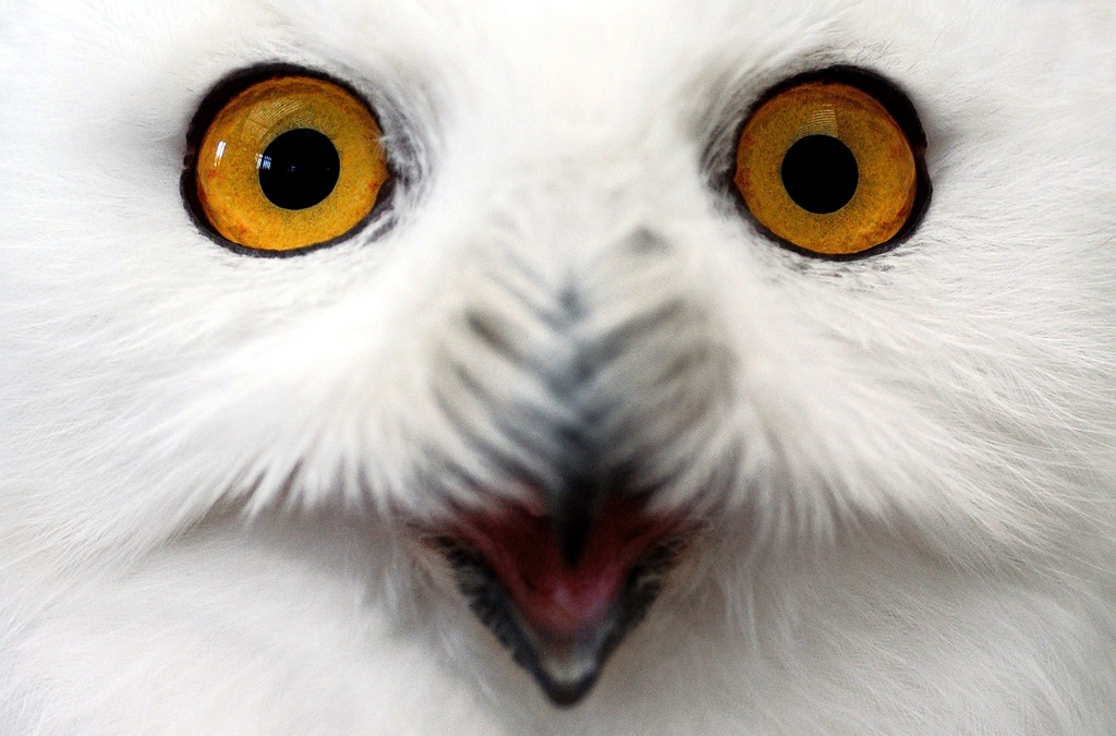 ”Orsakerna till nedgångarna för ugglor är flera, men ett varmare klimat med sämre gnagartillgång är en viktig anledning”, skriver Birdlife Sverige.