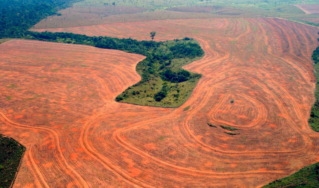 Sojaodling i Brasilien och lite regnskog.