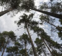 Skog sedd underifrån.