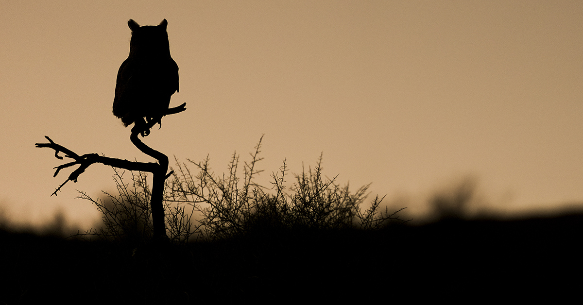 En uggla i siluett.
