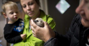 En kvinna håller i en igelkottsunge, en mamma och ett barn tittar.