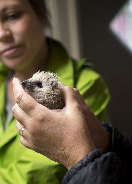 En kvinna håller i en igelkottsunge, en mamma och ett barn tittar.