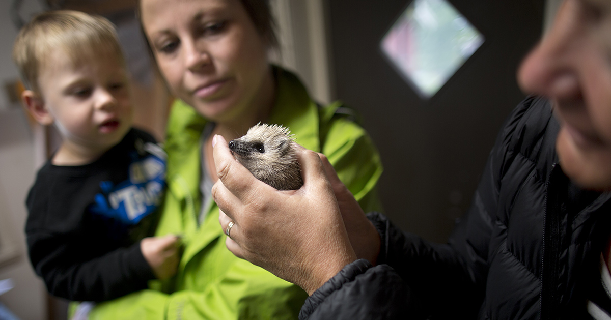 En kvinna håller i en igelkottsunge, en mamma och ett barn tittar.