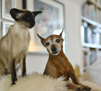 katt och hund på soffa