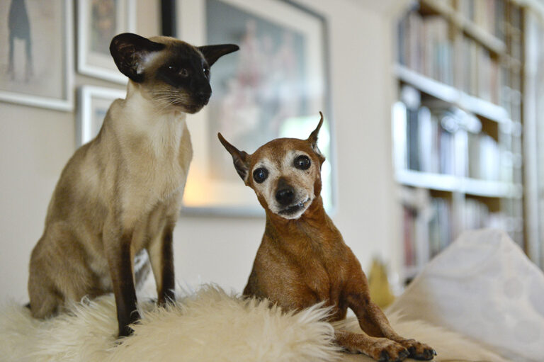 katt och hund på soffa