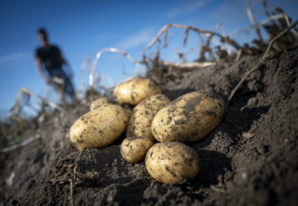 potatis i fält, suddig person i bakgrunden