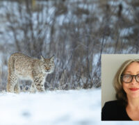 lodjur och Victoria Olausson