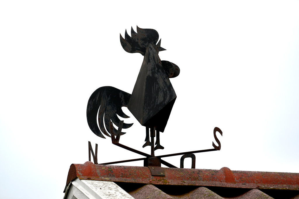 Ett av de största djurskyddsproblemen i Sverige är att alla tuppkycklingar i äggindustrin, ungefär fem miljoner per år, dödas under sin första levnadsdag, skriver Djurens Rätt i rapporten Att sluta döda tuppkycklingar – lösningar och etiska aspekter.