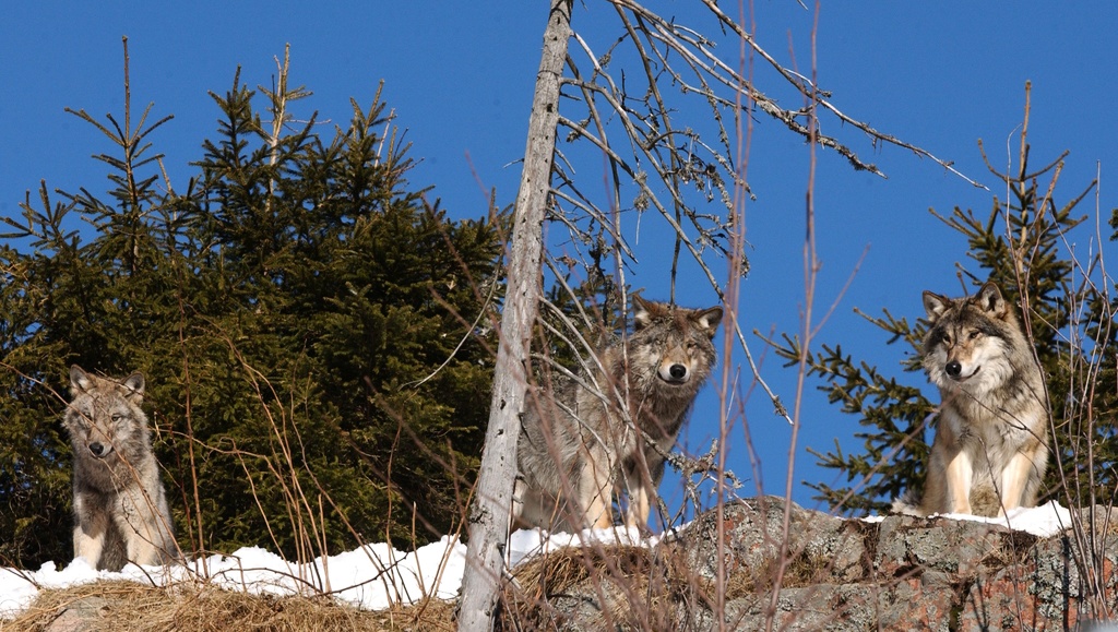 EU-kommissionen anser att 170 vargar inte räcker för att säkerställa en livskraftig vargpopulation i Sverige.