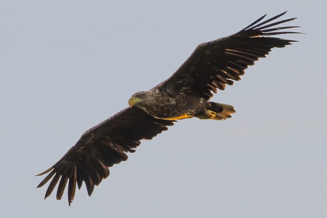 Havsörn (Haliaeetus albicilla).