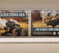 Två annonser, med en ko och en kalv, i tunnelbanan.