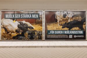 Två annonser, med en ko och en kalv, i tunnelbanan.