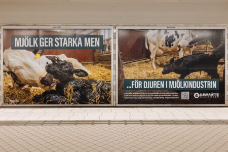 Två annonser, med en ko och en kalv, i tunnelbanan.