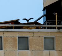 En pilgrimsfalk på ett hustak.