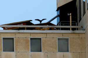 En pilgrimsfalk på ett hustak.