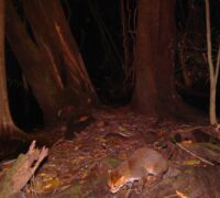 Flatnoskatt i Thailand.