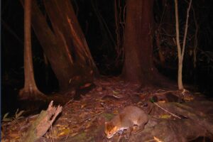 Flatnoskatt i Thailand.