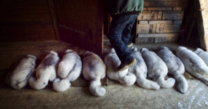 Döda blårävar i en rad.