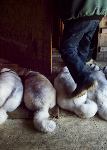 Döda blårävar i en rad.