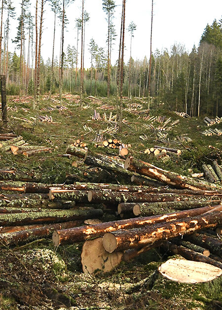 Hygge. Skribenten inklippet.