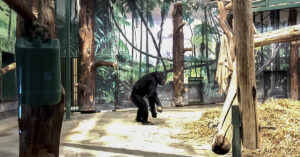 Schimpans på djurpark.