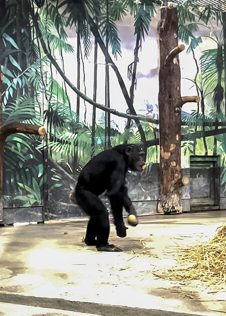 Schimpans på djurpark.