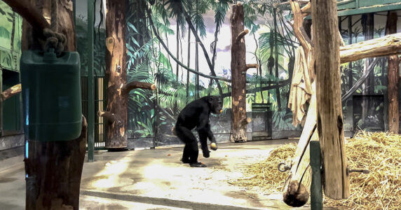 Schimpans på djurpark.