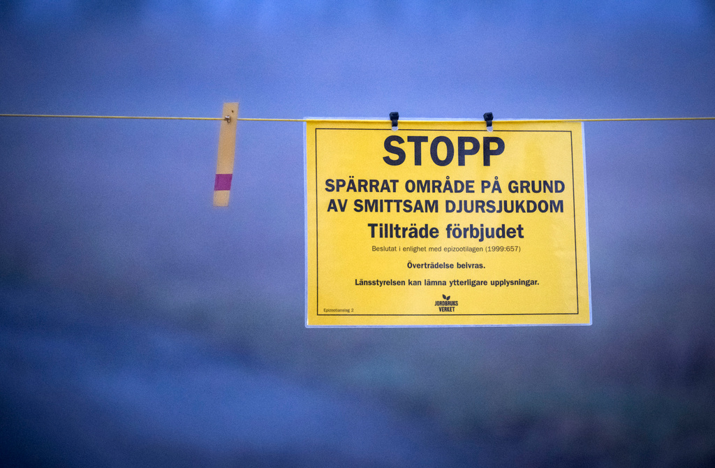 Ökningen av fågelinfluensa gäller framför allt gäss i Skåne, enligt Statens veterinärmedicinska anstalt.