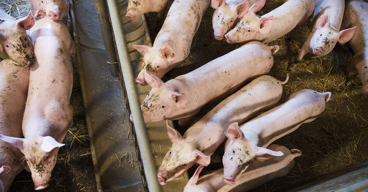 ”En gris i djurindustrin får aldrig böka i jorden utan tillbringar sitt korta liv inomhus i en nio kvadratmeter box med betonggolv.”