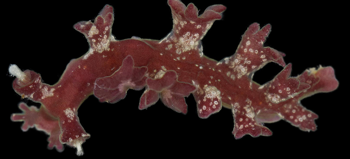 Med julstjärnenudingen har Sverige nu 100 kända arter av nudingar – och ännu en art med julklingande namn.