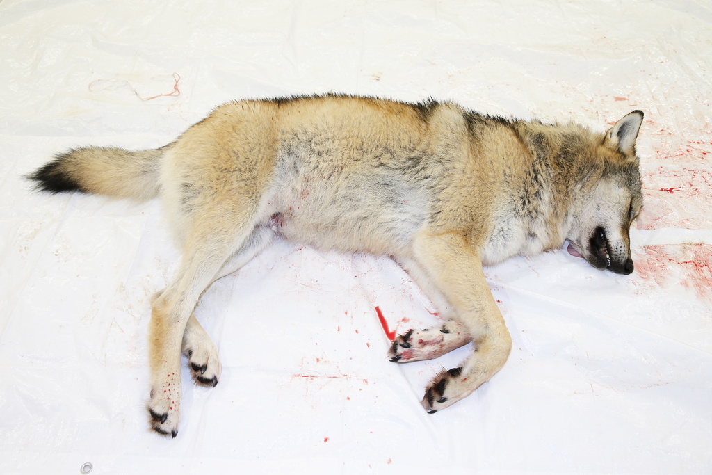 Licensjakten är planerad att pågå från 2 januari till som längst 15 februari.