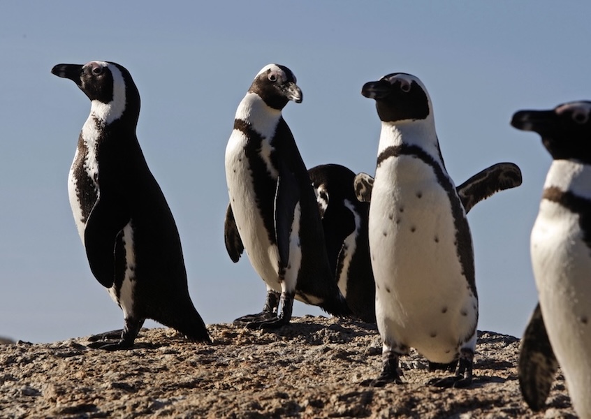 Sardinbestånden utanför Afrika har kollapsat – sardinbeståndet av Sardinops sagax minskade under perioden 2004–2011 till under 25 procent av sin högsta uppmätta mängd.