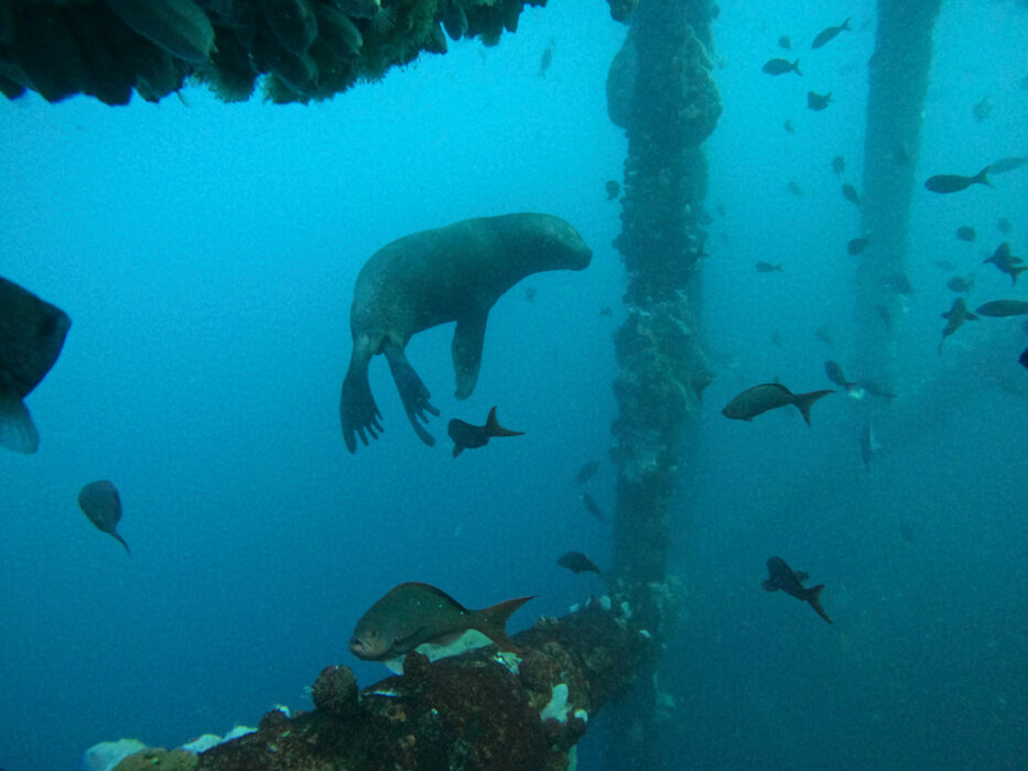 Korallrev täcker mindre än 1 procent av världens havsbotten men hyser minst 25 procent av alla marina arter, enligt en studie från Global coral reef monitoring network.