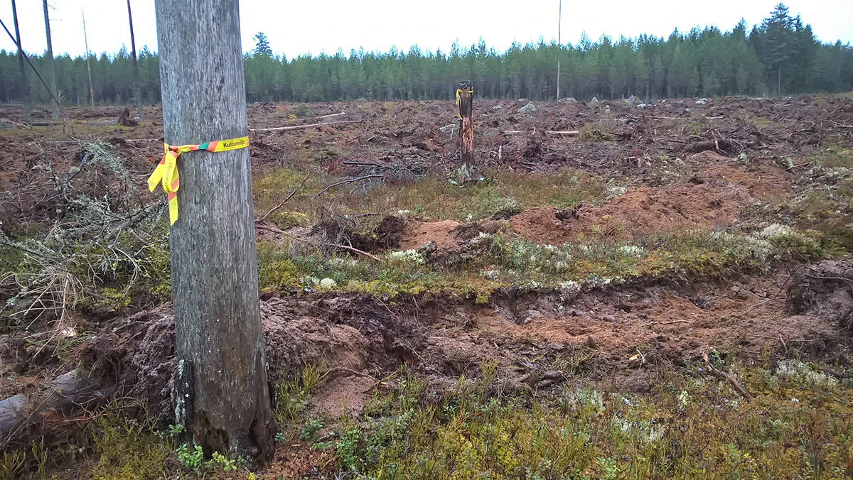 träd med gult plastband, på kalhygge